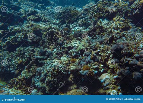 Underwater Scenery With Corals And Fish In Background Diving At Anakao