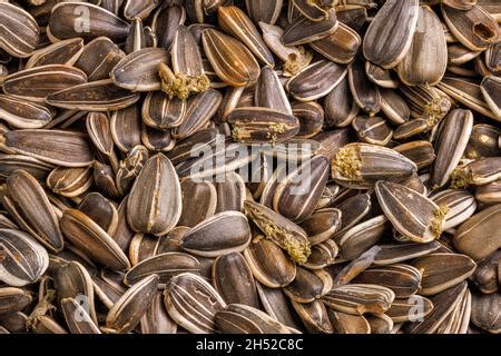 Sunflower Seeds Corrupted With Pantry Flour Moths Stock Photo Alamy