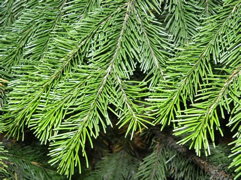 Пихта сибирская - Строительная фирма Проспект