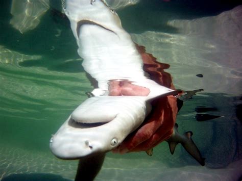 Lemon Shark – "OCEAN TREASURES" Memorial Library