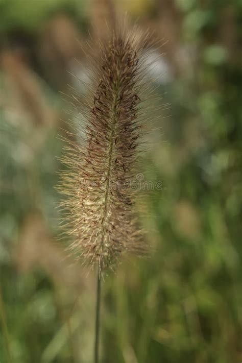 Blue Buffel Grass Stock Photo Image Of Desert Summer 256403990