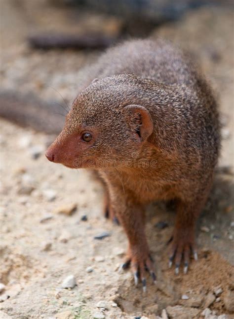 Mongoose stock image. Image of austrian, wild, peering - 15367199