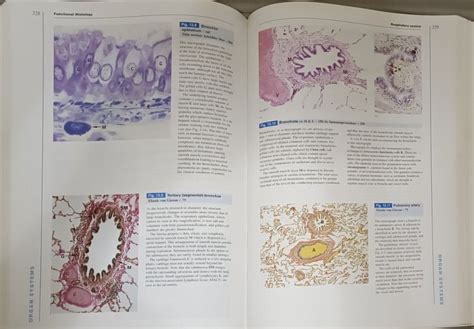 Wheater S Functional Histology Th Ed Hobbies Toys Books