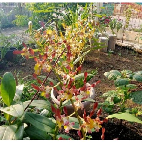 Jual Pohon Bunga Anggrek Dendrobium Kriting Rambo Dewasa Kota Bogor