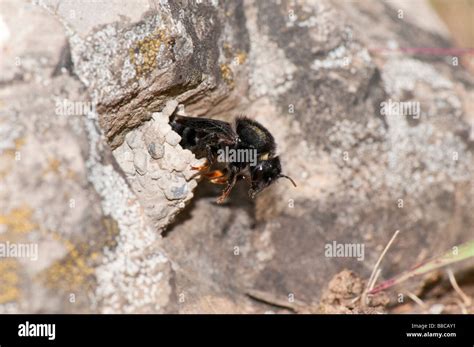 weibl. Mörtelbiene (Megachile parietina Stock Photo - Alamy