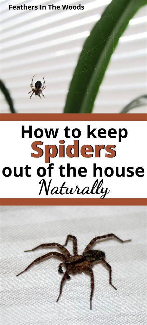 Home Remedies To Keep Spiders Out Of Your House Artofit