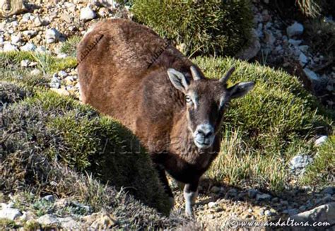 Ovis Orientalis Musimon Mufl N Andaltura