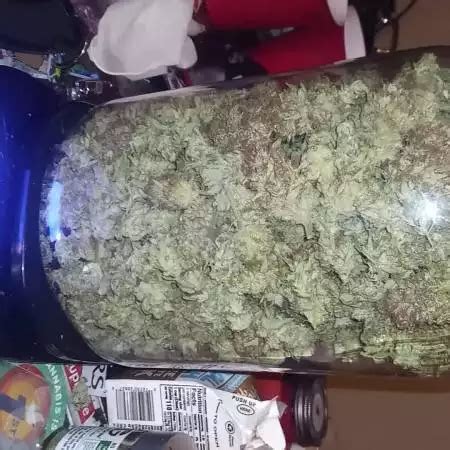 Alaskan Thunder Fuck Seeds By Custom Breeder Strain Growdiaries