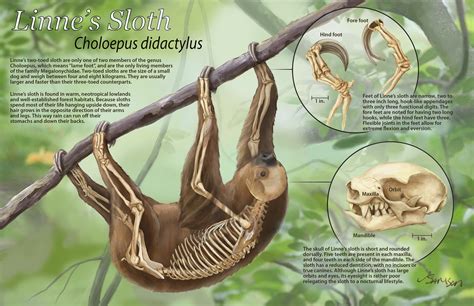 ArtStation - Linne's Sloth - Choloepus didactylus