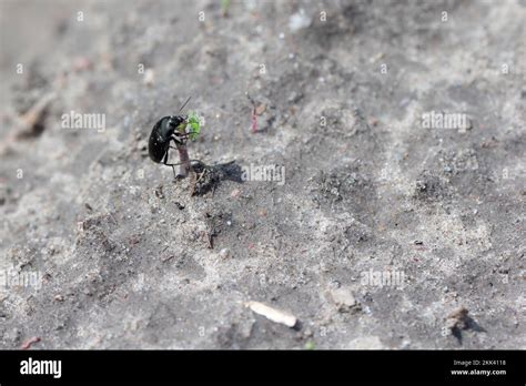 A Beetle Of The Genus Amara Carabid Ground Beetle Eating A Young