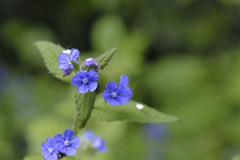 Blue Alkanet The Blue Flowers Of The Green Alkanet Plant Flickr