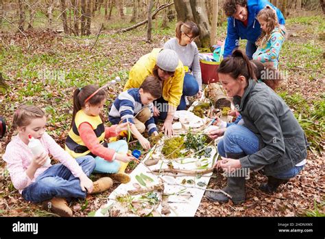 Forest Education Nature Exploration Forests Wood Woodland Woods