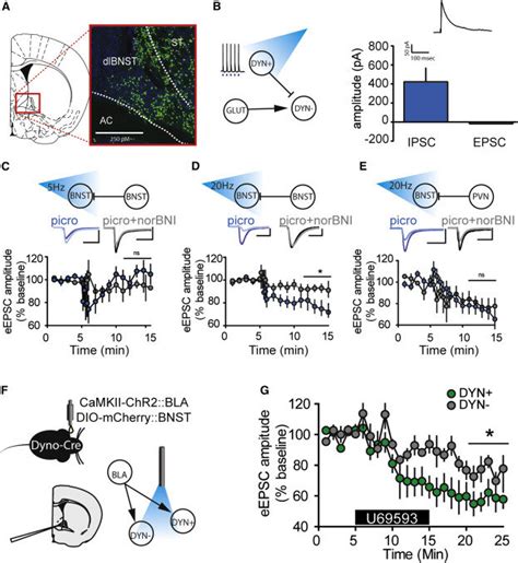 Optogenetic Activation Of BNST Dynorphin Neurons Inhibits EEPSCs In