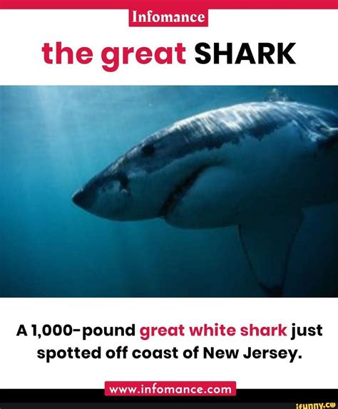 Infomance The Great Shark A1 000 Pound Great White Shark Just Spotted