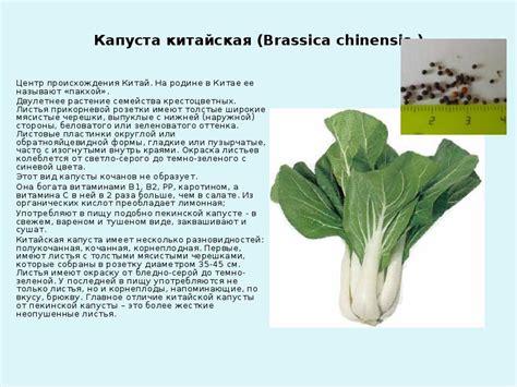 СЕМЕЙСТВО КАПУСТНЫЕ