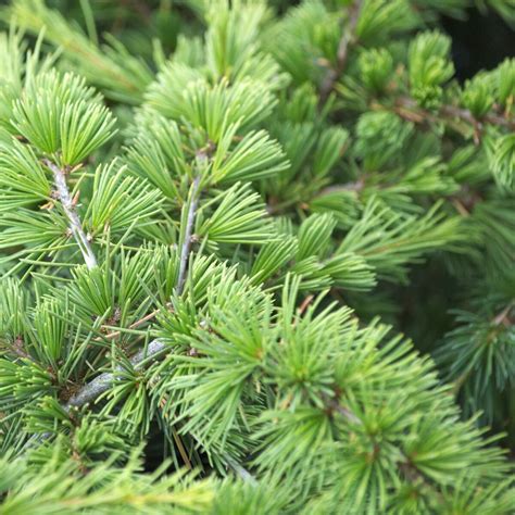 cedre du liban libani nana