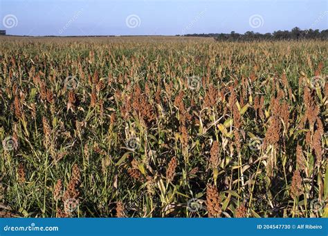 Mature Sorghum Field Stock Photo Image Of Feed Agriculture 204547730