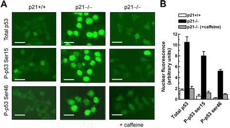 Immunofluorescence Analysis Of P53 Protein Levels And Phosphorylation