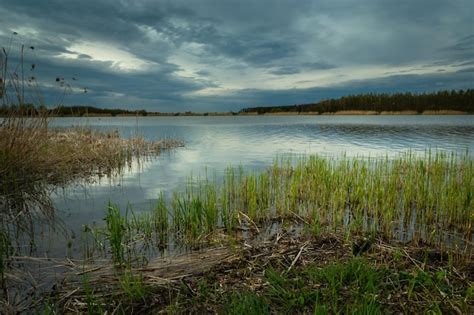 Premium Photo Reeds Floating On The Shore Of The Lake