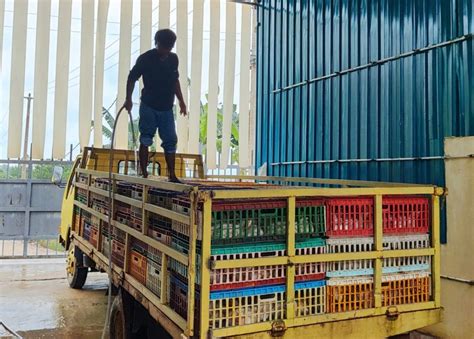 Lalat Serang Perkampungan Warga Pt Japfa Akan Pangkas Waktu Panen