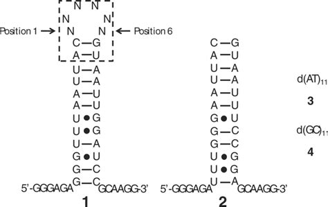 Secondary Structures Of The Hairpin Loop Library Members And