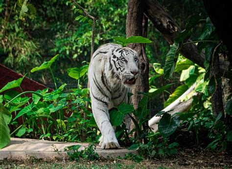 white tiger animal facts 11