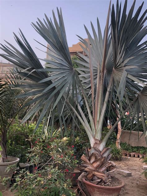 Bismarkia palm – Pak Plants