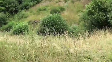 Tanta Voglia Di Cazzo Full Movie Egyptian Amateur Porn Xhamster