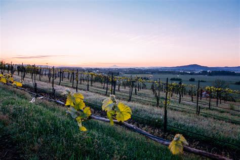 Yamhill Valley Vineyards - Oregon Wine Board