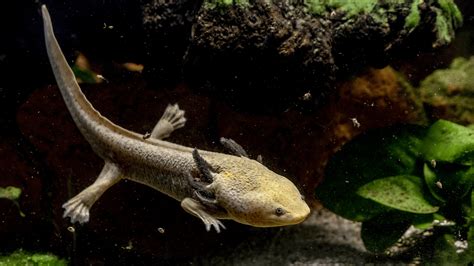 Go Virtually Adopt An Axolotl The Peter Pan Of Amphibians