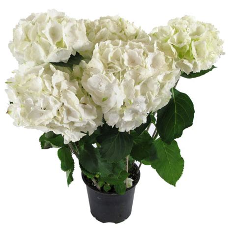 Гортензия на Невабукет.ру - Доставка цветов в Петербурге круглосуточно ...