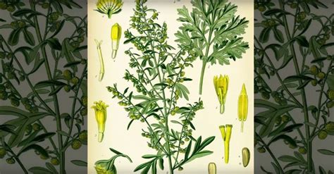 Полынь однолетняя против рака