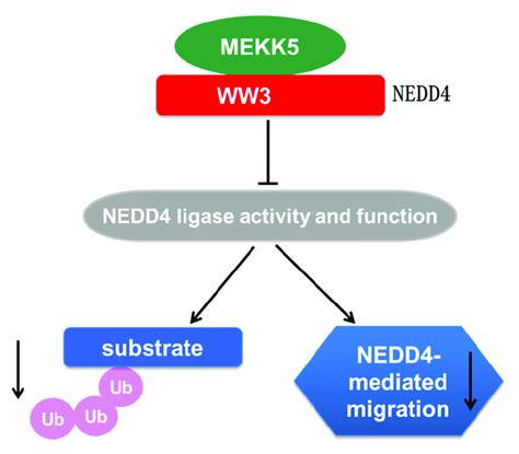 A proposed model of regulation of NEDD4 through interacting with MEKK5 ...