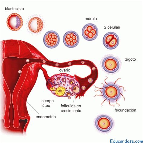 Fecundación Humana Tipos Fecundacion Humana La Fecundacion Proceso