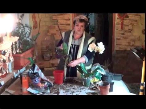 Фаленопсис ( Орхидея - Бабочка). Что Следует Знать О Фаленопсисе - YouTube