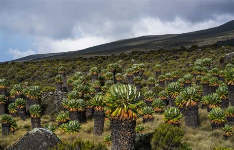 Mount Kilimanjaro Plants and Trees | Mount Kilimanjaro Safaris Tours