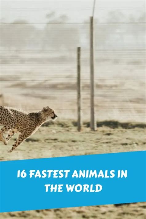 16 Fastest Animals in the World