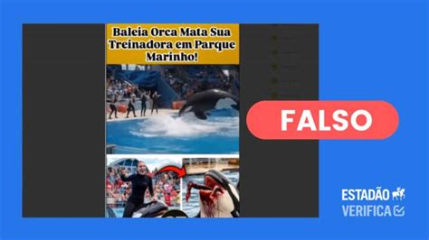 Baleia Que Matou A Treinadora Jéssica - Vídeos de ataque de orca a treinadora Jessica Radcliffe foram feitos com IA