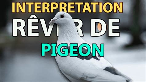 R Ver De Pigeon Signification Des Reves Interpretation Des Reves