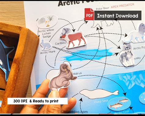 Arctic Food Web 4