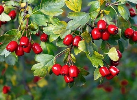 Садовый боярышник – посадка и уход в открытом грунте, сорта с фото