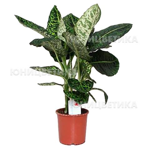 Горшечные растения: Диффенбахия Рефлектор