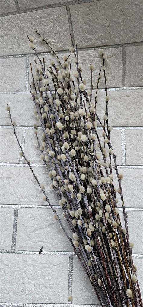 Dried Pussy Willow Branches Twigs Catkins Spring Decor Easter Decoration Dried Bouquet Willow