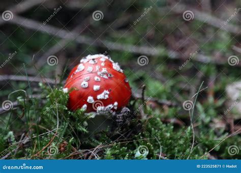 Amanita Muscaria Stockbild Bild Von Nahaufnahme Gl Cklich