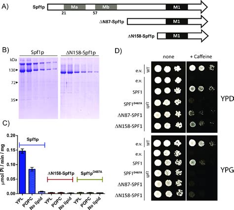 Viability Of Spf P And N Terminally Truncated Spf P A Schematic