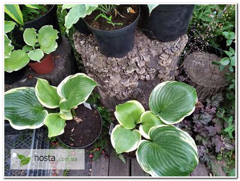 Hosta.com.ua. Хоста Summer Rainbow (Саммер Рейнбоу): описание, фото ...
