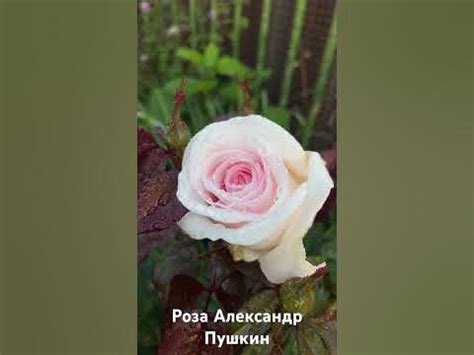 Роза Александр Пушкин/ rose Prince Jardinier - YouTube