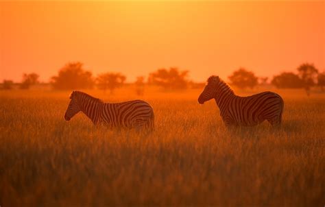 Wallpaper Animals Nature Pair Africa Two Animals Nature Two For