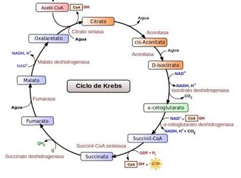 Hoja De Trabajo Del Diagrama Del Ciclo De Krebs