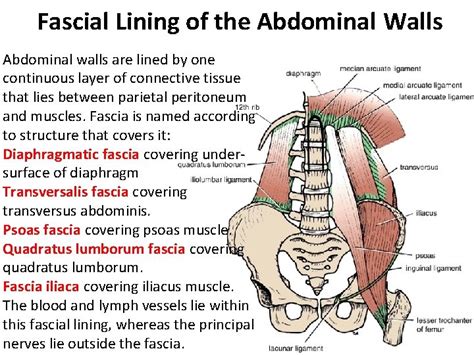 Posterior Abdominal Wall Abdomen Pelvis Perineum Unit Lecture